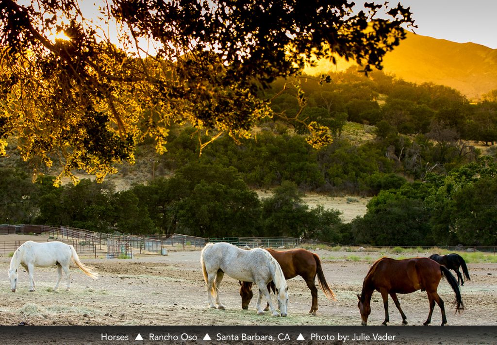 Horses RanchoOso Photo By JulieVader