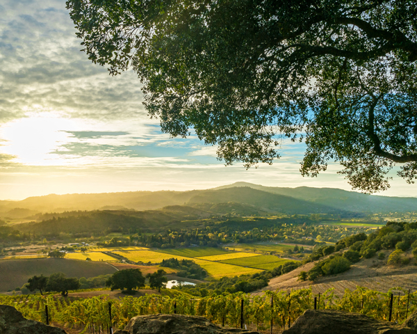 Sonoma County Winery