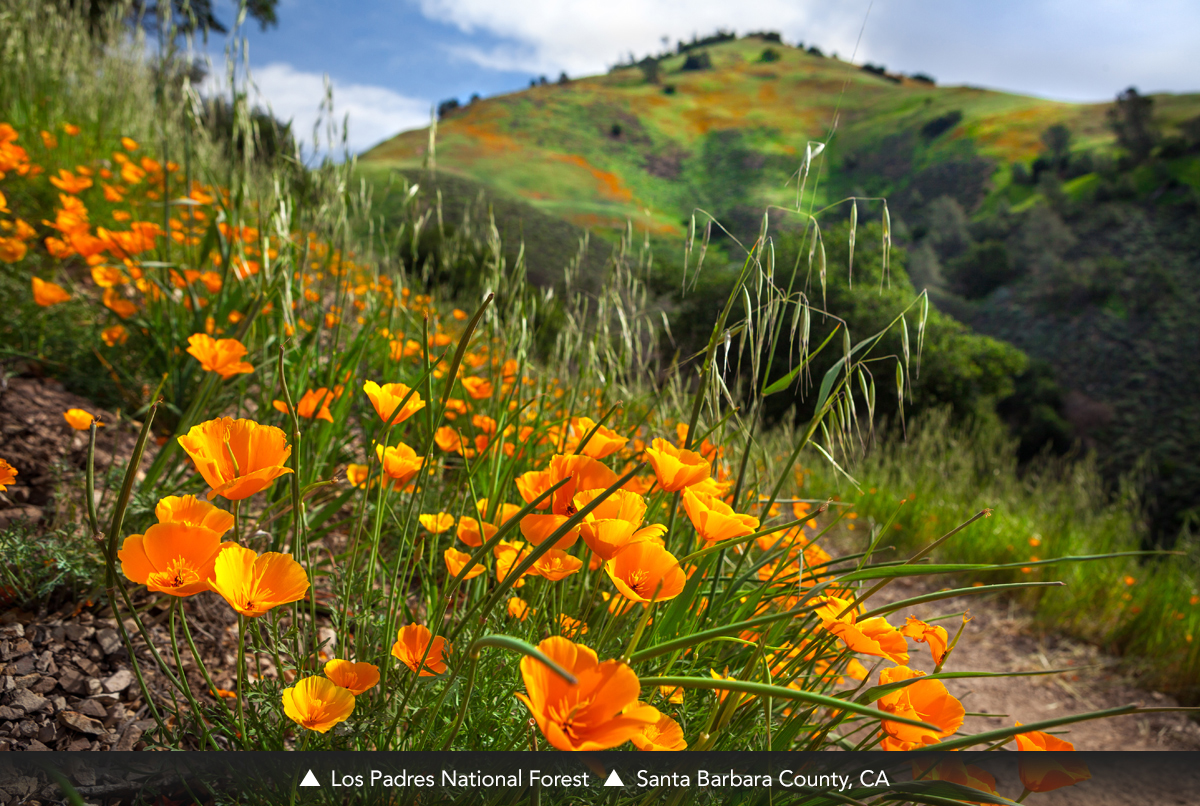 Los Padres National Forest, Santa Barbara County, CA