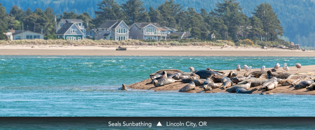 Seals Sunbathing • Lincoln City, OR