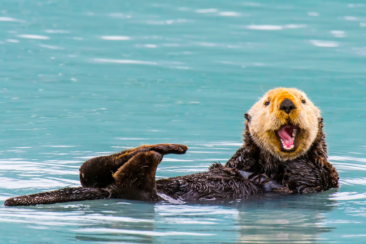 Sea Otters at Monterey Bay Aquarium