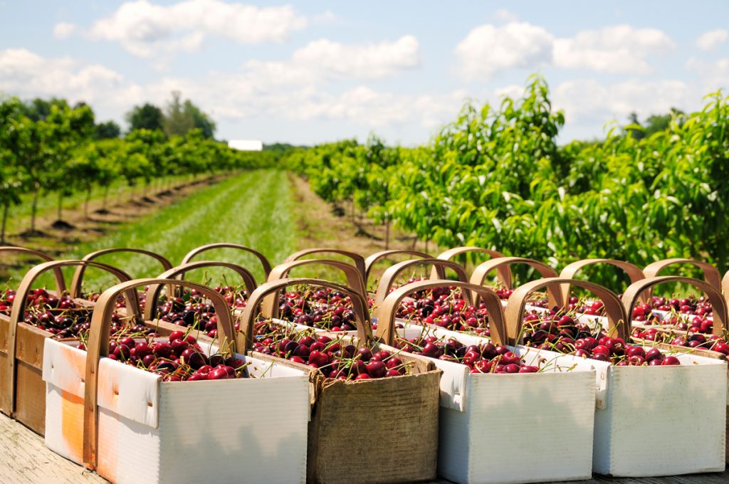 Baskets of freshly picked cherries