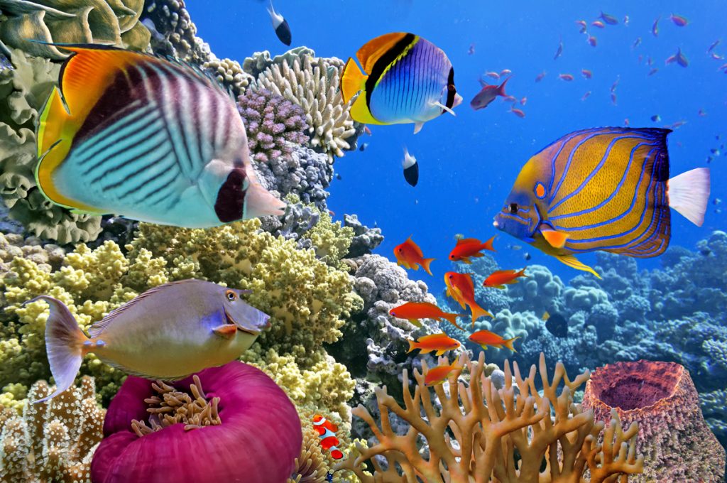 Tropical Fish Swimming