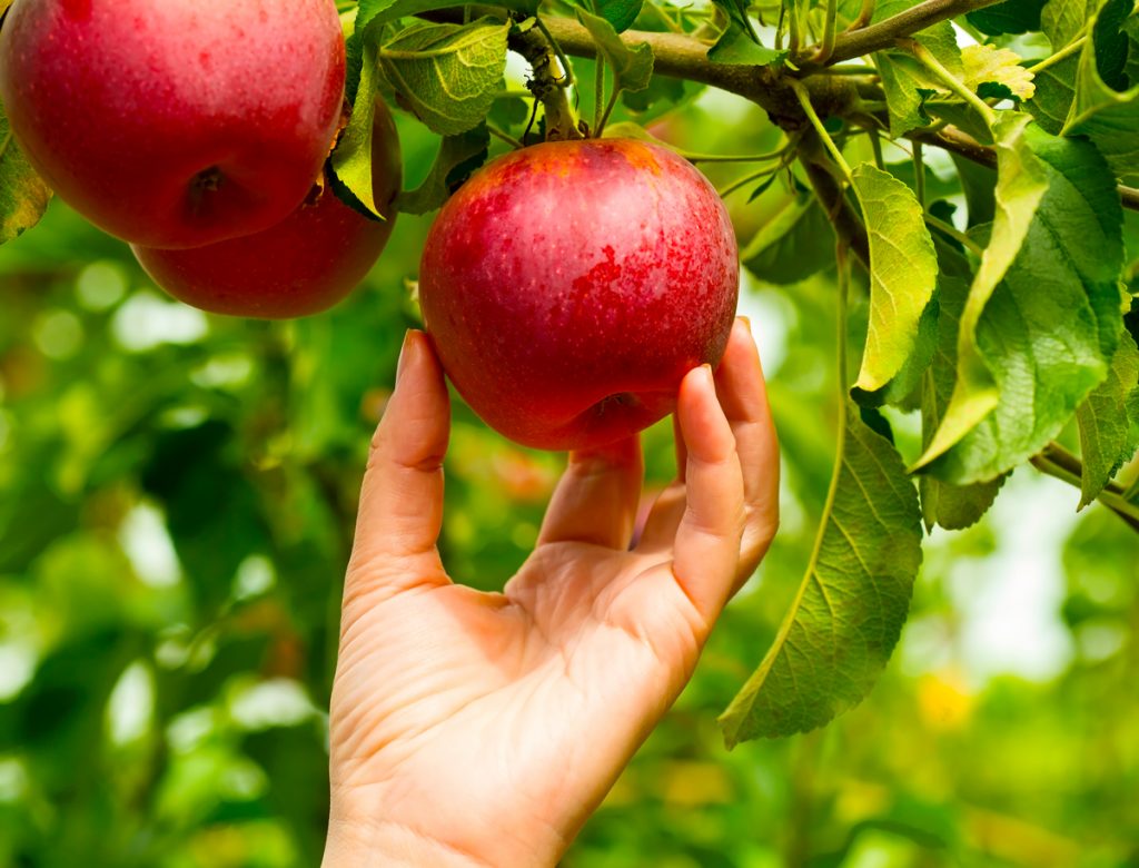 Apple Picking in an Orchard