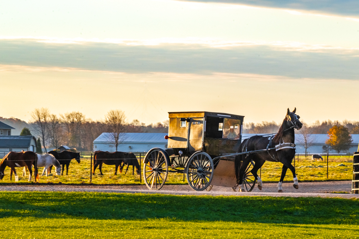 Amish Buggy in Shipshewana, IN