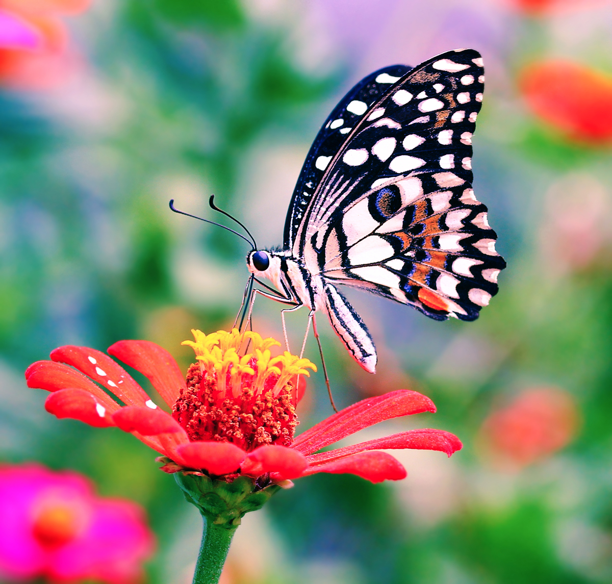 Butterfly perched on a flower