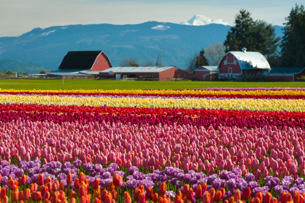 Vibrant fields of colorful tulips carpet the Skagit Valley during the annual springtime festival. 