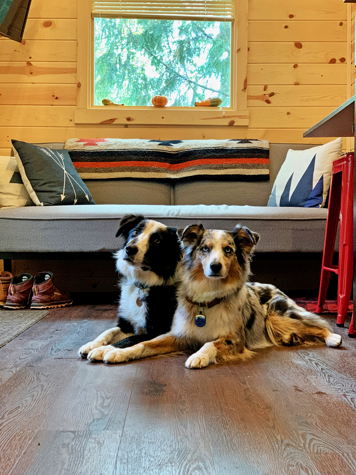 Pet-Friendly Glamping Locations You’ll Love