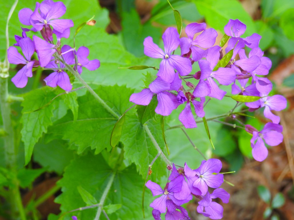 Annual Honesty, lunaria annua, wildflowers blooming at the Edwin B. Forsythe National Wildlife Refuge, Galloway, New Jersey