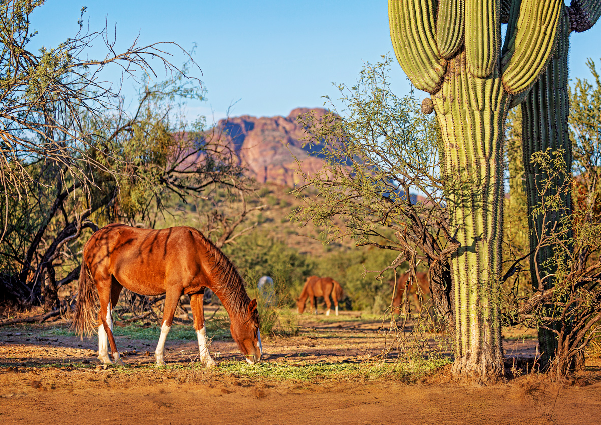 Wild horses grazing at Tonto National Foreest